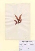 藏品(Grateloupia sp.)的圖片